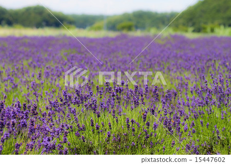 薰衣草 薰衣草 15447602