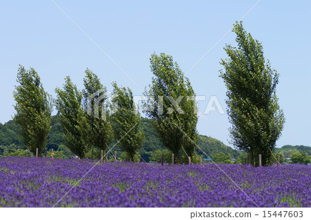 薰衣草 薰衣草 15447603