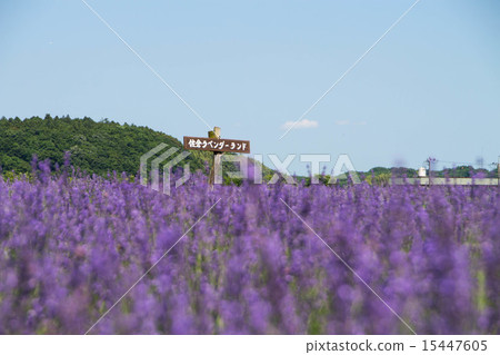 薰衣草 15447605
