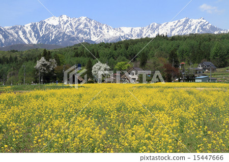 Rape blossoms blooming mountain ri and Northern Alps Rape blossoms blooming mountain ri and Northern Alps 15447666