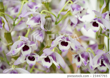 Dendrovium 15447765