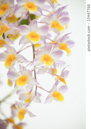 Dendrovium 15447768