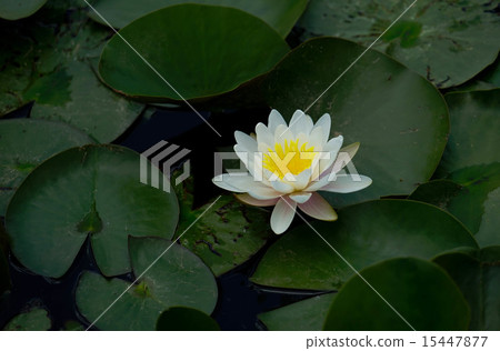 蓮花 蓮花 15447877