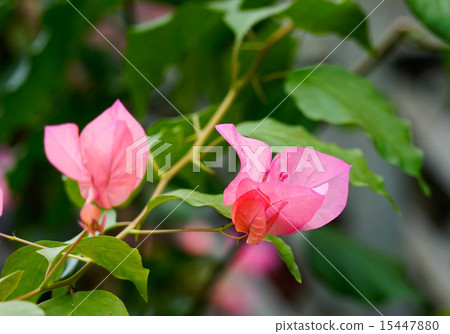 花 花 15447880