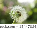 蒲公英的絨毛 15447884