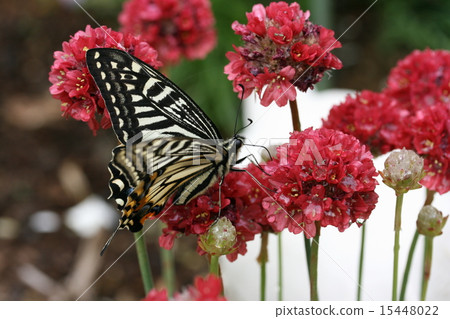 Swallowtail butterfat swallowing Almeria's honey 15448022