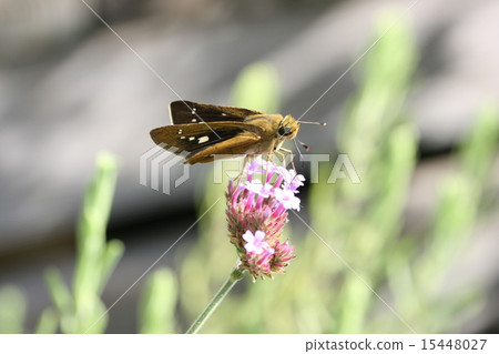 Ichimon dieselis sucking honey Ichimon dieselis sucking honey 15448027