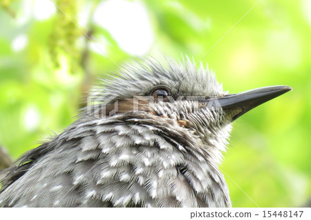 Bulbul Bulbul 15448147