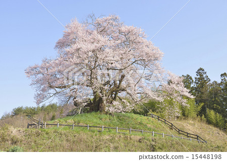 已知的Higanzakura 04 15448198