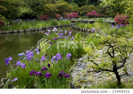 Umiya神社的虹膜 15448352