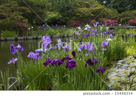 Umiya神社的虹膜 Umiya神社的虹膜 15448354