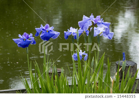 Umiya神社的虹膜 15448355