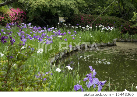 Umiya神社的虹膜 15448360