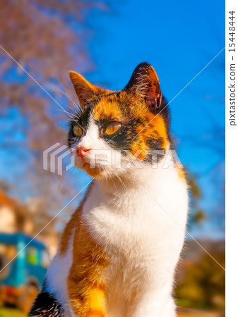 beautiful Cat in Greece beautiful Cat in Greece 15448444