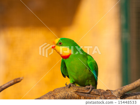 wild animals in the zoo 15448533