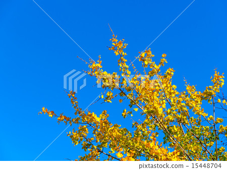 in Peleta village in southern Greece 15448704