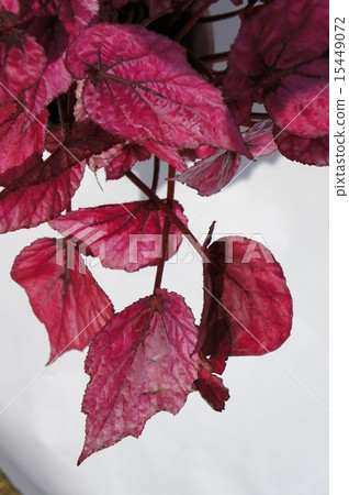 Fire Begonia 15449072