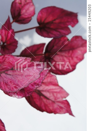 Fire Begonia Fire Begonia 15449203