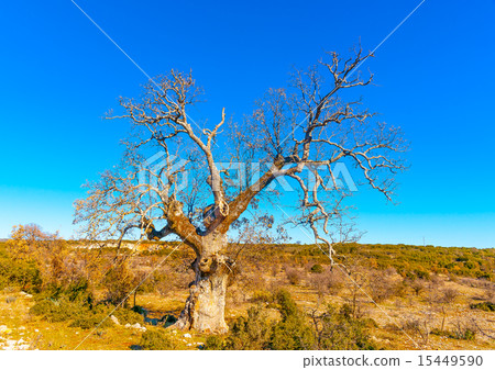 near Peleta village in southern Greece 15449590
