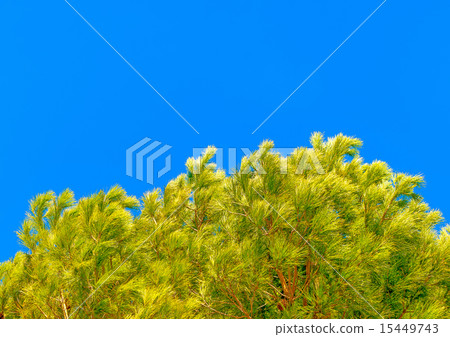in Peleta village in southern Greece in Peleta village in southern Greece 15449743