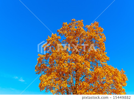 in Peleta village in southern Greece in Peleta village in southern Greece 15449882