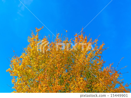 in Peleta village in southern Greece 15449901