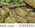 moss, forest, deadwood 15449950