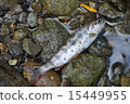 fish, fishes, seema 15449955