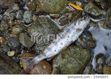 fish, fishes, seema 15449955