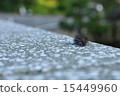 caterpillar, hairy caterpillar, hold out 15449960
