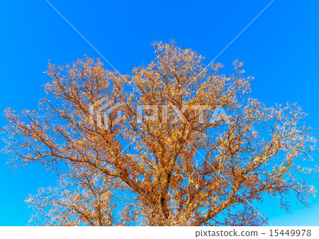in Peleta village in southern Greece 15449978
