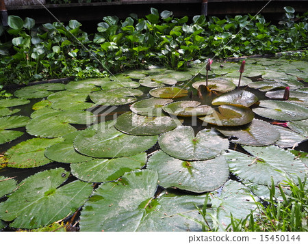 蓮花艾克 蓮花艾克 15450144