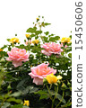 玫瑰 15450606