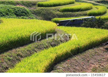 大阪的露台·Chihayakusaka村 15450617