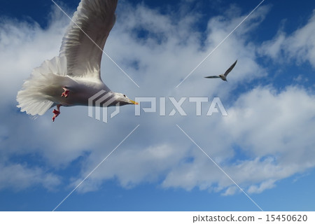 北海道紋別的海鷗 15450620