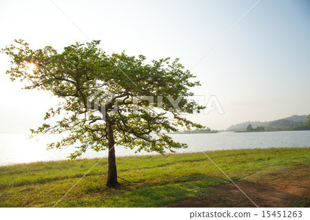 Trees on the lawn. Trees on the lawn. 15451263