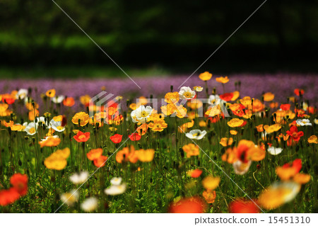 Iceland Poppies 93 15451310