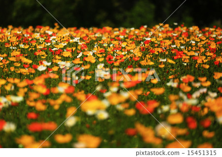 Iceland Poppies 99 15451315