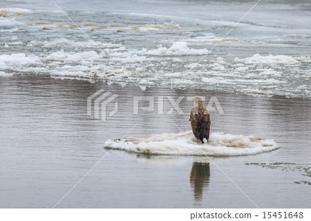 white tailed eagle in winter 15451648