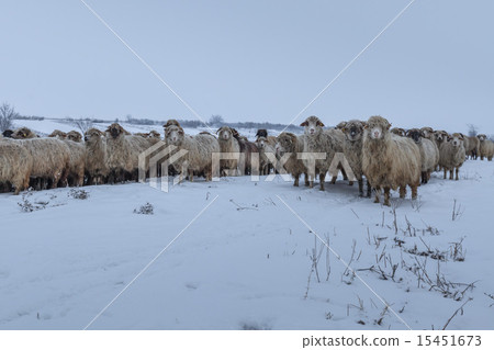 flock of sheep in winter 15451673
