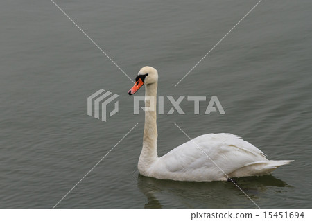 white swan 15451694