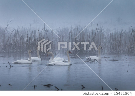 Whooper Swan (Cygnus cygnus) in winter Whooper Swan (Cygnus cygnus) in winter 15451804