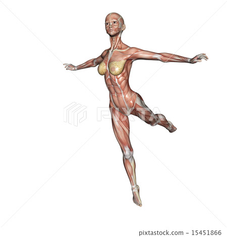 肌肉標本跳舞婦女燙髮3DCG例證材料 肌肉標本跳舞婦女燙髮3DCG例證材料 15451866