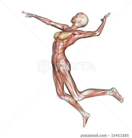 肌肉標本攻擊婦女燙髮3DCG例證材料 15451885