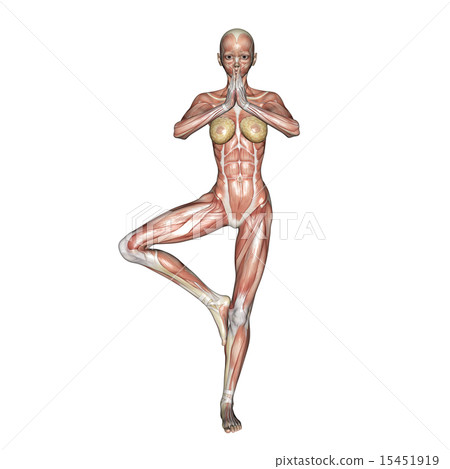 擺在3DCG例證材料的肌肉標本瑜伽擺在的婦女 15451919