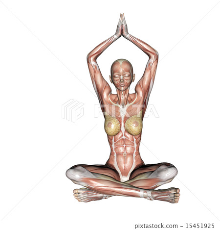 Muscle specimen yoga posing woman perming 3DCG illustration material 15451925
