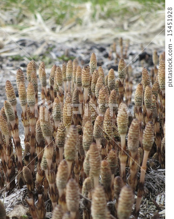 Tsukushi 03 Tsukushi 03 15451928