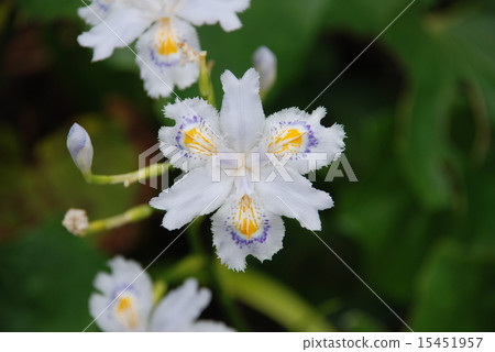 像蝴蝶一樣 15451957