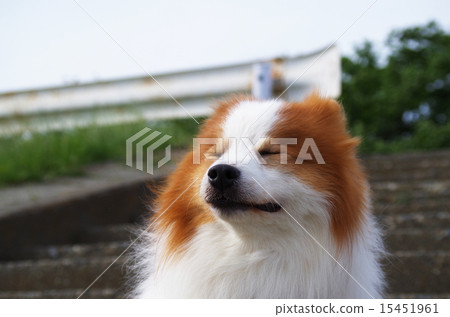 微笑的狗 微笑的狗 15451961