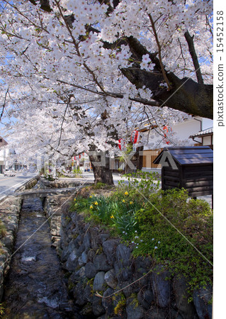 Yushikawa Bulb 7 15452158